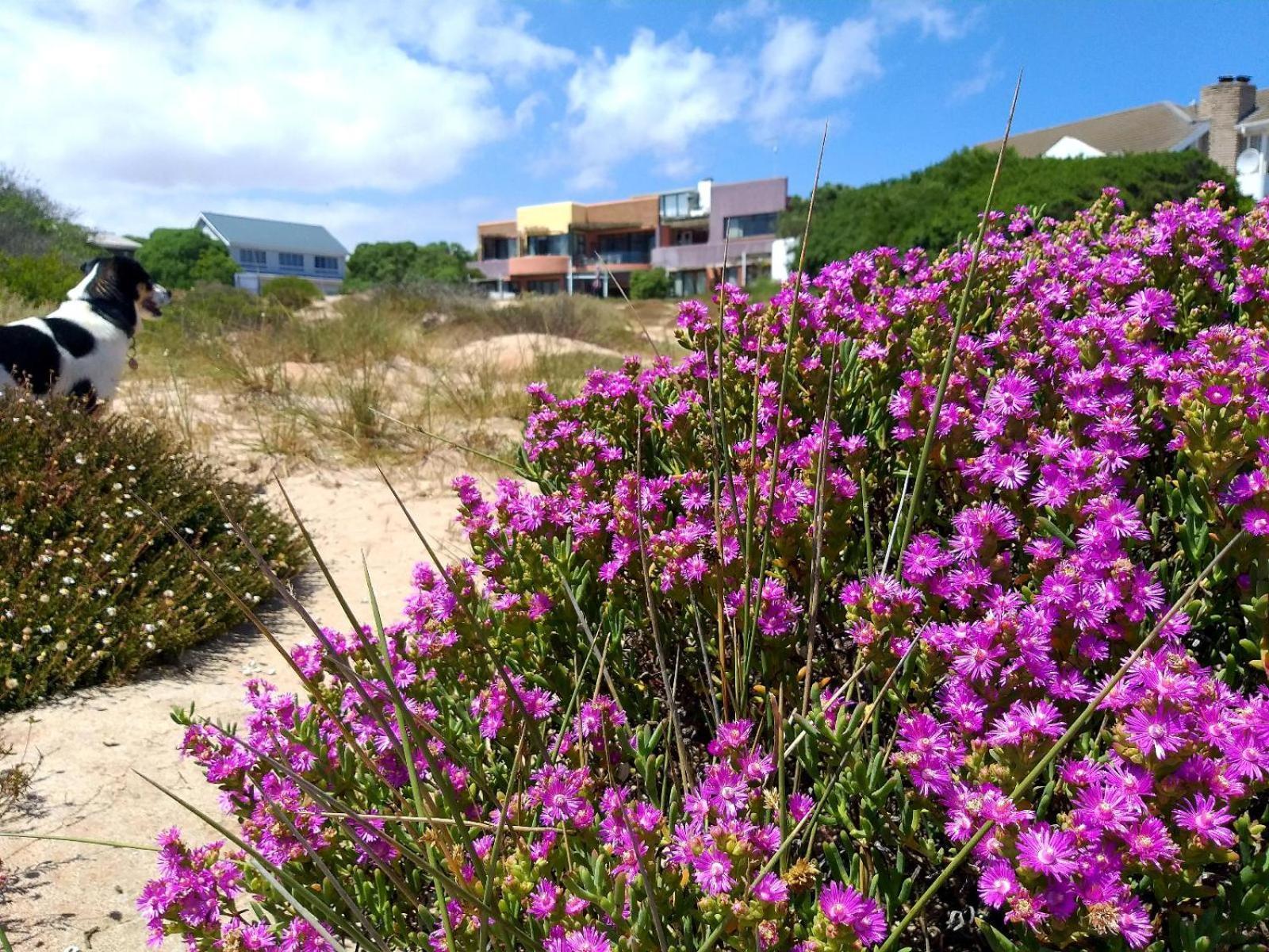 Absolute Beach Accommodation Stompneusbaai Eksteriør bilde